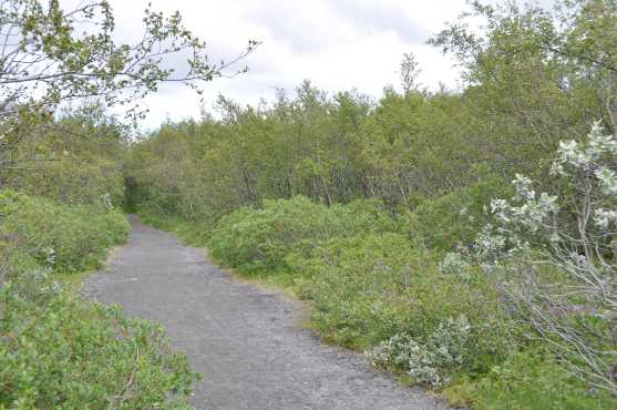 Opnieuw een bos, nu aan het einde van de kloof van Ásbyrgi