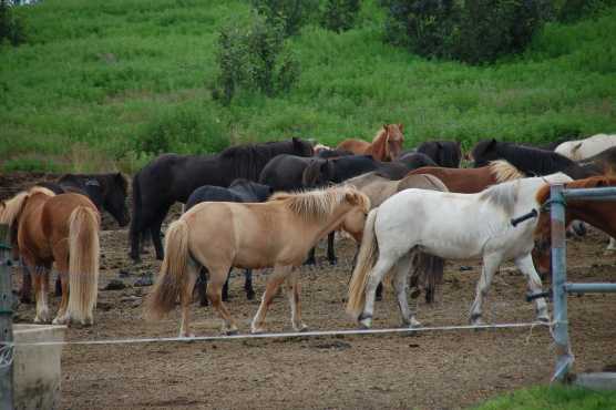 Veel paarden bij de manege