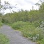 Opnieuw een bos, nu aan het einde van de kloof van Ásbyrgi