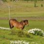 Paard bij het guesthouse