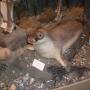 Zeehond bij de tentoonstelling in de Tourist Info