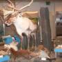 Rendier bij de tentoonstelling in de Tourist Info