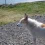 De hond van de turfboerderij