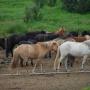 Veel paarden bij de manege