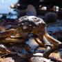 Onder andere deze krab