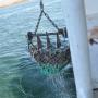 Het sleepnet vol zeedieren wordt opgehaald