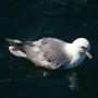 Ook hier weer veel vogels