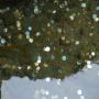 Met vele muntjes in het water